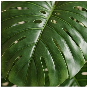 A collage of interior scenes featuring a large green monstera plant in different pots and room settings, including a black planter, gray planter, and a close-up of the leaf texture.